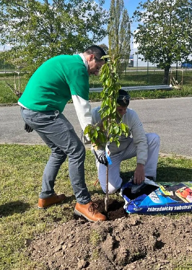 Sázení stromů